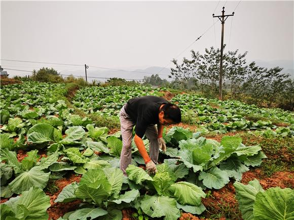 The vegetable farmer was looking carefully to sea how the cabbages were coming along and whether they were damaged by pests. (Photographed by Dai Hua)