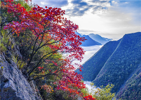山下是峡谷，山头红叶分外妖娆。