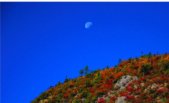 月亮与蓝天，月亮与红叶，这是秋天最美的景象。