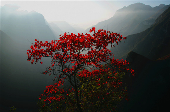 壮美的大峡谷与娇艳的红叶交相辉映，美极啦！