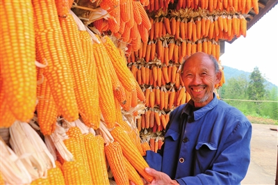 The farmer was happy with the abundance of corn. (Photographed by Dai Juan, Wang Yi, and Chen Qingfa)