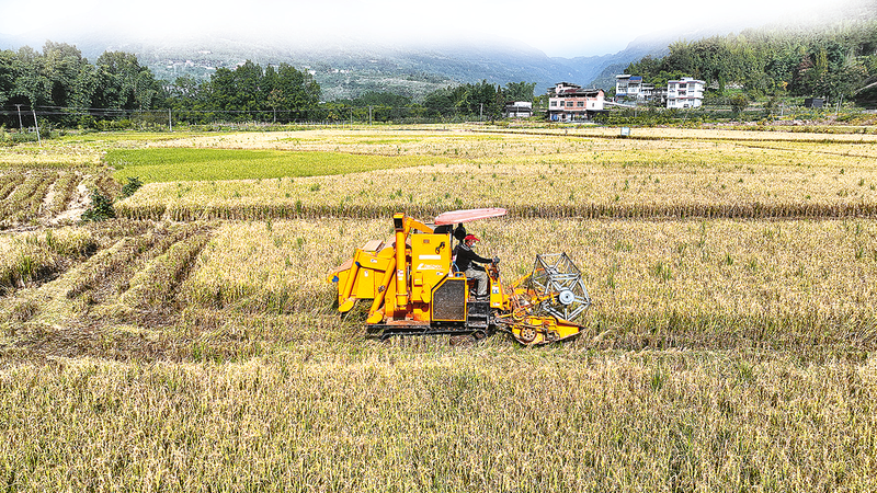 (Farmers was harvesting ratoon rice with the aid of a reaping machine. Photographed by Chen Yongsong) 