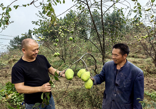 张福梁（右）与村干部查看木瓜长势。特约通讯员 隆太良 摄