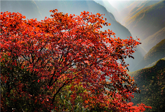 在万物凋零的、秋雨濛濛的山谷里，红叶能瞬间点亮你的眼睛。这一片红鲜艳、热烈、也有一分孤傲。