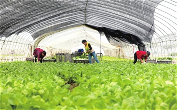 近日，位于仁贤街道仁贤村一组的梁平茂海蔬菜种植家庭农场，村民在大棚里采收小白菜。记者 何建军 向成国 供图