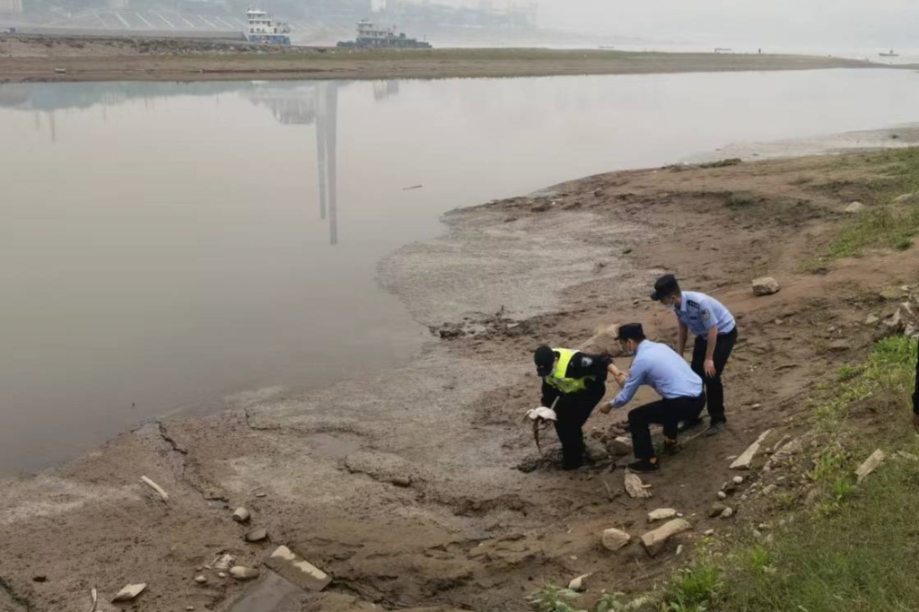 2白鹭被成功救起。重庆市公安局水警总队供图