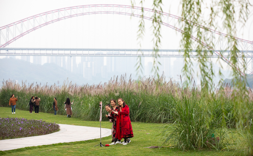 10江北嘴江滩公园，江边的芦苇成为这个季节市民眼中独特的美景