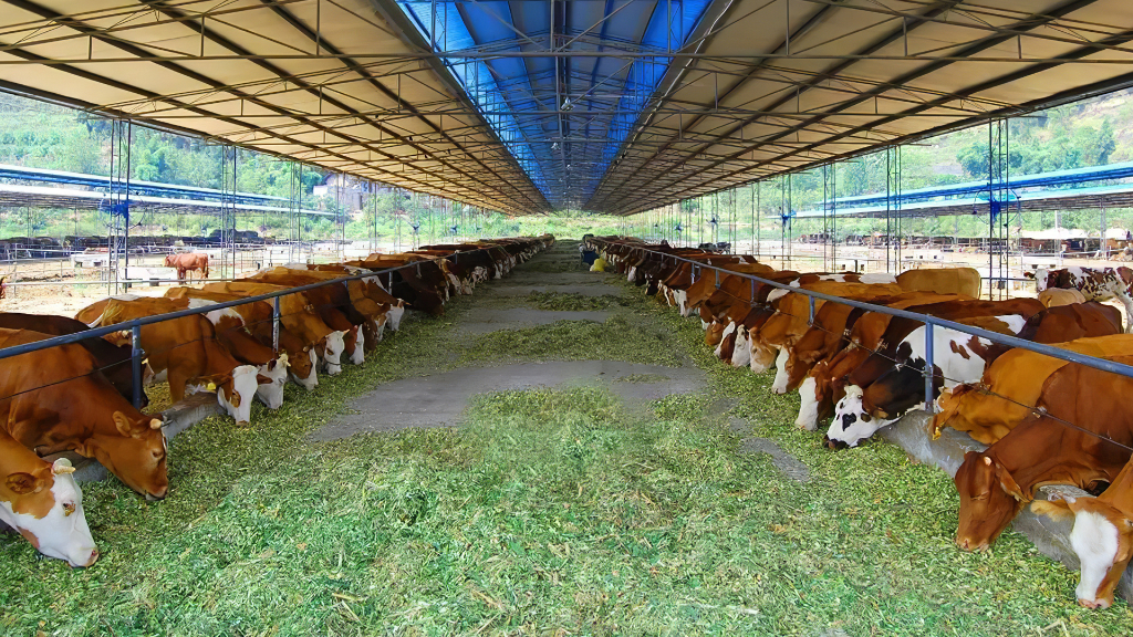 重庆农商行支持丰都县肉牛养殖产业发展，助力丰都打造“南方肉牛之乡”