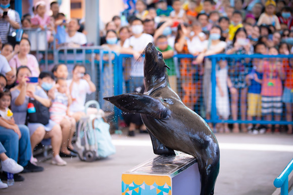 海狮表演。汉海海洋公园供图