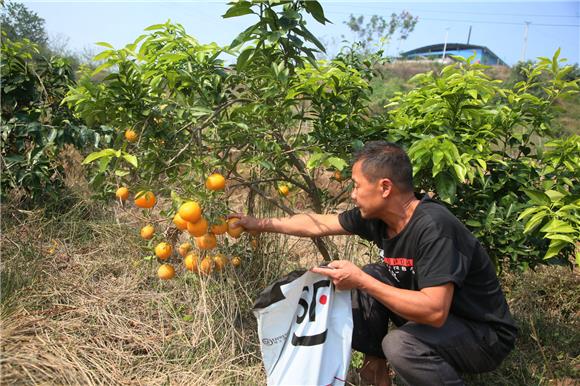 1村民采摘柑橘进行销售。特约通讯员 邓小强 摄