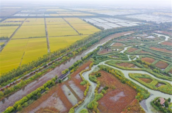 这是10月26日拍摄的泗洪洪泽湖湿地景区秋色（无人机照片）。新华社记者 季春鹏 摄