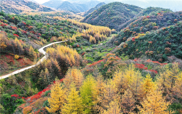 Ten thousand mu of multi-colored forest. (Photographed by Chen Yongsong)