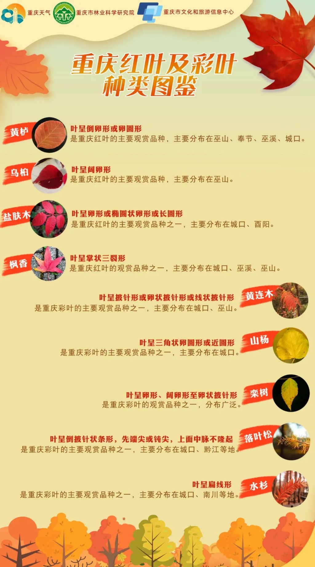 重庆红叶和彩叶种类图鉴。图源：重庆天气官方公众号