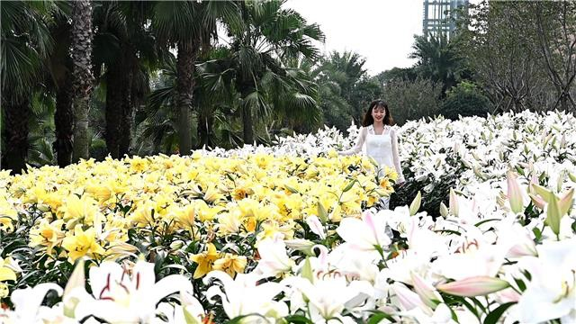 上万株百合花为漫花庄园穿上了五彩的新衣。记者 李晓明 供图