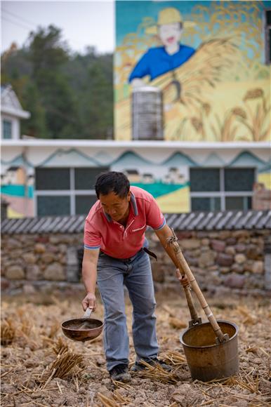 洪安镇贵措社区丰收彩绘墙下，一位村民正在给移栽的油菜浇水。通讯员 胡程 摄