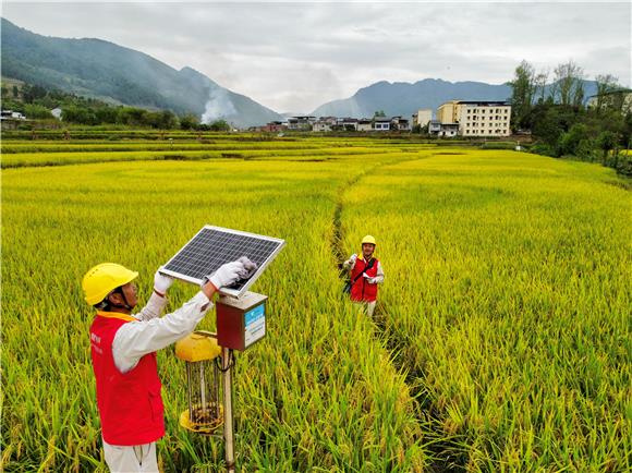 电网员工维护太阳能补虫装置。通讯员 刘远平  摄