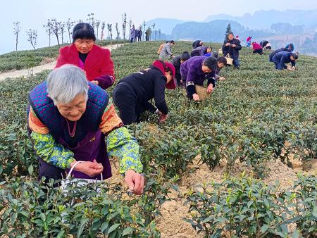 新农村，村民正在采茶。记者 吴荣凯 供图