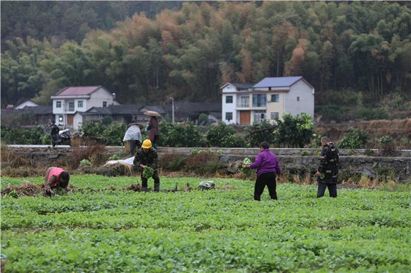 洪安镇三阳村村民忙碌在田间抓紧移栽油菜苗。通讯员  胡程 摄