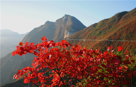 The mountain and the bright red leaves present a breathtaking view.