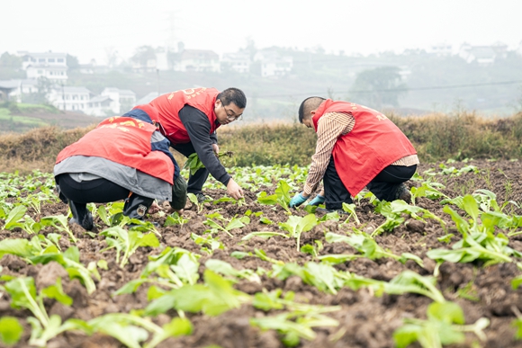 志愿者助农种植青菜头。李卫东 摄