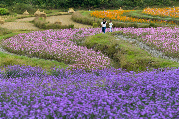 10月6日，游客在贵州省贵阳市花溪区黔陶乡谷洒农业综合种植基地赏花。