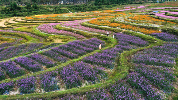 10月6日，游客在贵州省贵阳市花溪区黔陶乡谷洒农业综合种植基地赏花（无人机照片）。
