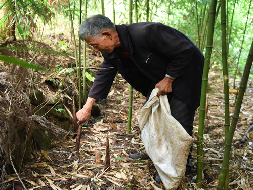 黄水镇的笋农在林间采收方竹笋。特约通讯员 隆太良 摄