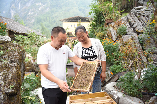 岑维权（左）徐吉芳（右）在检查中蜂。特约通讯员 隆太良 摄