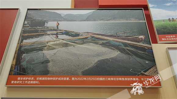 2022年2月25日拍摄的三峡库区珍稀鱼类驯养基地，长江鲟人工繁育研究工作进展顺利  重报集团新重庆客户端—华龙网记者 张馨月 摄