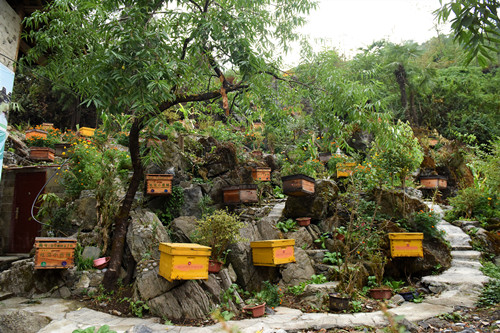 岑维权打造的中蜂养殖基地。特约通讯员 隆太良 摄