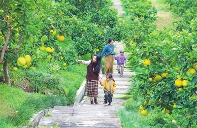 4万石耕春·梁平柚海景区，市民在贡柚古道游玩。记者 熊伟 摄