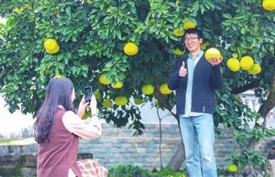 3万石耕春·梁平柚海景区，市民在柚树下拍照。记者 熊伟 摄