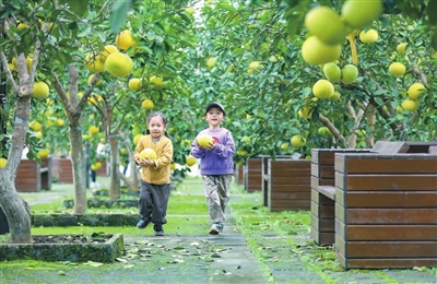 1万石耕春·梁平柚海景区，小朋友在柚园里欢快地玩耍。记者 熊伟 摄