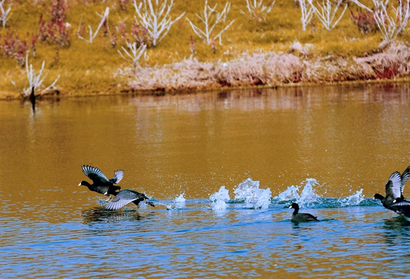 巫山大昌湖成鸟类“天堂”。 通讯员 卢先庆 摄