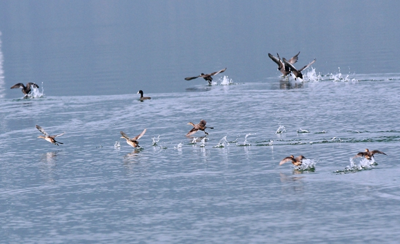 成千上万的鸟类陆续飞来，在美丽的湖滨栖息越冬。通讯员 卢先庆 摄