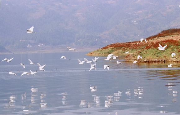 每年到大昌湖越冬的雁鸭类大中型游禽和涉禽达1万余只。 通讯员 卢先庆 摄