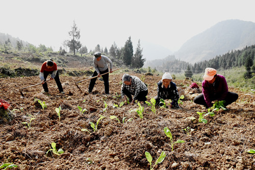 村民在种植青菜苗。特约通讯员 隆太良 摄
