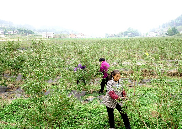 村民正在管护蓝莓苗。通讯员 黎明 摄