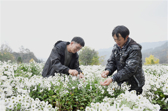何思勇（左）在采摘贡菊。特约通讯员 隆太良 摄