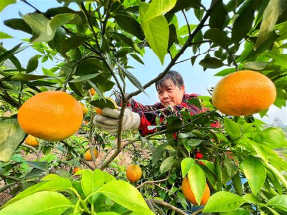 村民正在采摘新鲜柑橘。记者 成蓉 摄