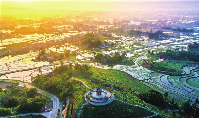 In Longyin Village, Ansheng Town, the sunset and the rice fields enhanced each other’s beauty, showing picturesque scenery. (Photographed by Xiong Wei) In Longyin Village, Ansheng Town, the sunset and the rice fields enhanced each other’s beauty, showing picturesque scenery. (Photographed by Xiong Wei)