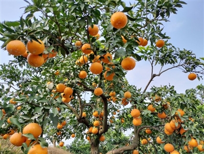 “果冻橙”挂在枝头。记者 张耀升 吴建华 摄