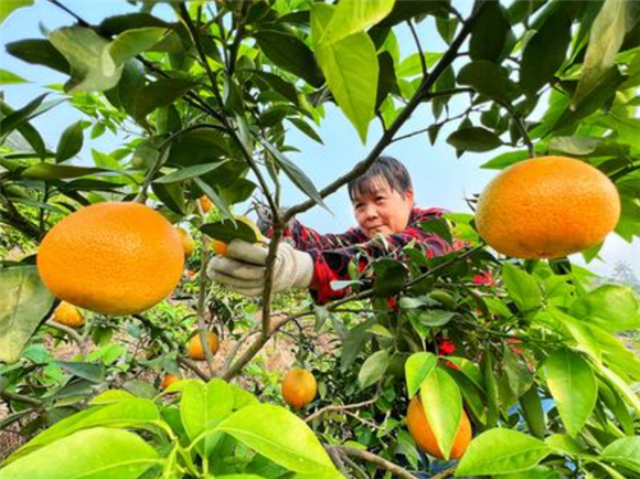 村民正在采摘新鲜柑橘。记者 成蓉 摄