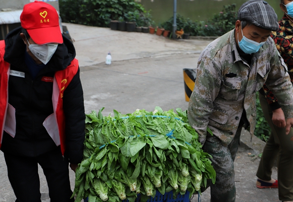 志愿者和农民一起抢收蔬菜。巴福镇供图 华龙网发