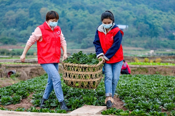 志愿者为居家隔离居民搬运保供蔬菜。重庆高新区共青团供图 华龙网发