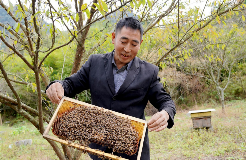 何仕华在查看蜜蜂产蜜情况。记者 黎明 摄