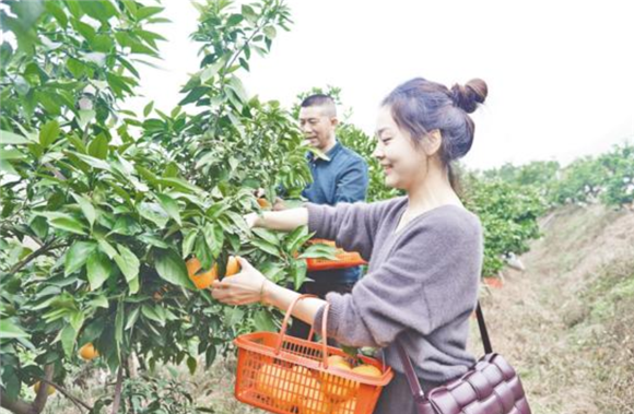 游客采摘柑橘。记者 张丹 通讯员 蒋佳芮 摄