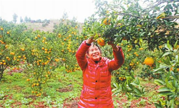 水平村的柑橘果园。巫山报记者 余雨芳 摄