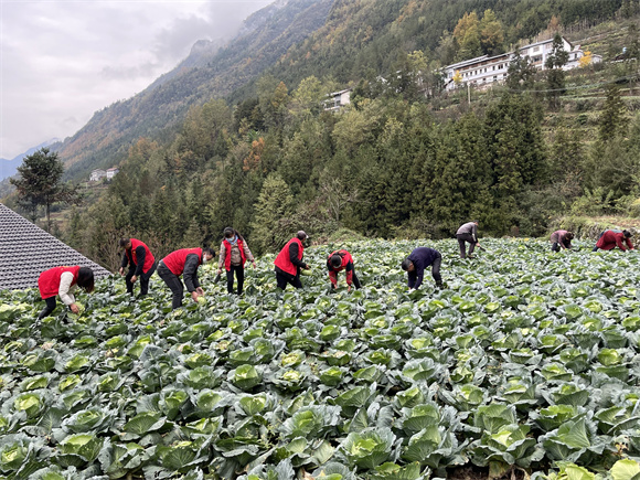 党员志愿者们帮助菜农收割蔬菜。红池坝镇供图 华龙网发