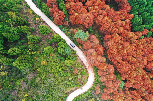 黔江区国家森林公园风景美。武陵都市报记者 杨敏 摄
